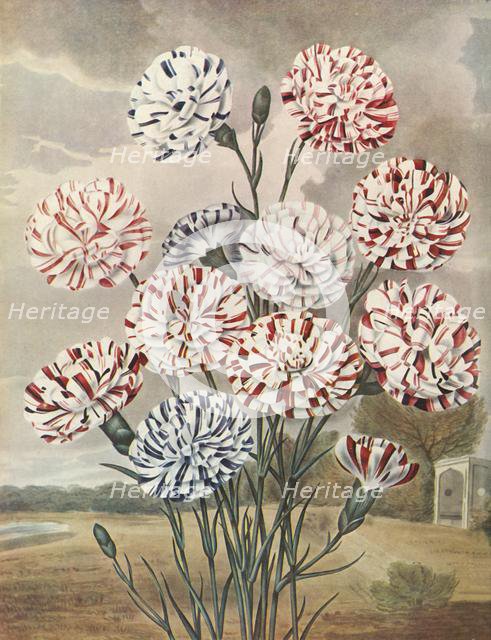 'Picotees', c1802-1821, (1948).  Creator: Thomas Baxter.