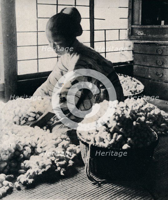 '5000 silkworms eat 125 lbs of mulberry for 8 skeins of silk, making one kimono', c1900, (1921). Artist: Julian Leonard Street.