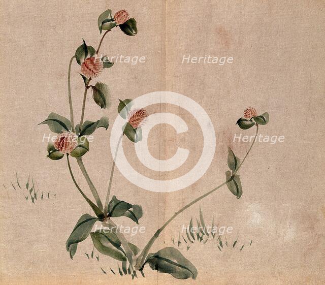 A grassland plant, possibly a clover (Trifolium species): flowering stem. Creator: Unknown.