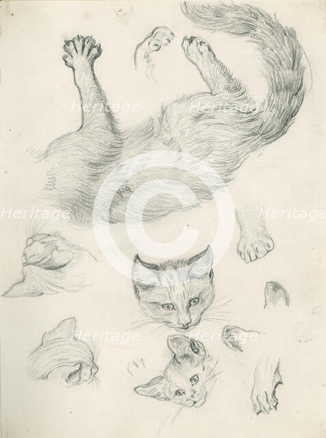 Studies of a cat for 'Playmates', c1897. Creator: Henry Hugh Armstead.