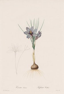 Les Liliacées: Crocus Sativus, 1802-1816. Creator: Henry Joseph Redouté (French, 1766-1853).