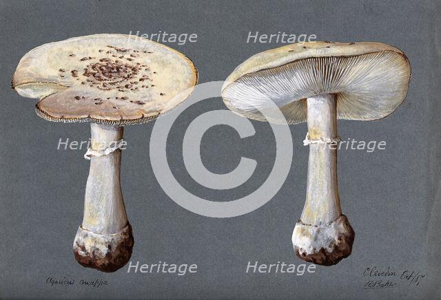 The false death cap fungus (Amanita citrina): two fruiting bodies, 1887. Creator: R Baker.