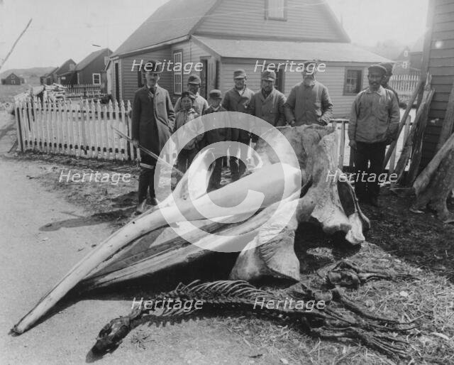 Whale head, between c1900 and 1927. Creator: Unknown.