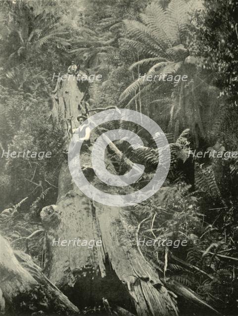 'How Are The Mighty Fallen', 1901. Creator: Unknown.