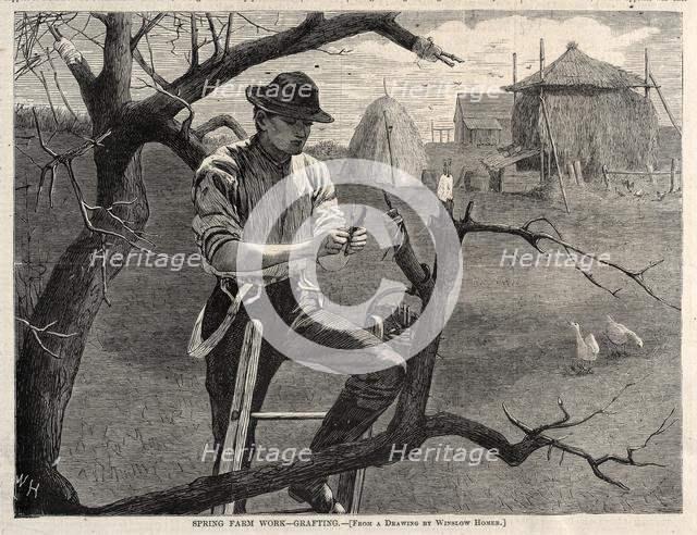 Spring Farm Work - Grafting, 1870. Creator: Winslow Homer (American, 1836-1910).