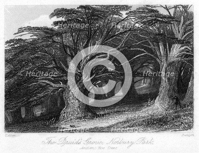 The Druid's Grove, Norbury Park, Surrey, 19th century.Artist: Thomas Allom