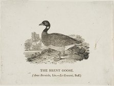 Brent Goose, n.d. Creator: Thomas Bewick.