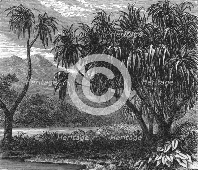 'The 'Pandanus Muricatus.'; Recent Explorations in Madagascar', 1875. Creator: Alfred Grandidier.