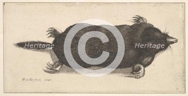 Dead Mole, 1646. Creator: Wenceslaus Hollar.