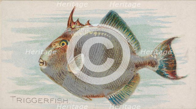 Triggerfish, from the Fish from American Waters series (N8) for Allen & Ginter Cigarettes ..., 1889. Creator: Allen & Ginter.