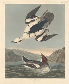 Smew or White Nun, 1836. Creator: Robert Havell.