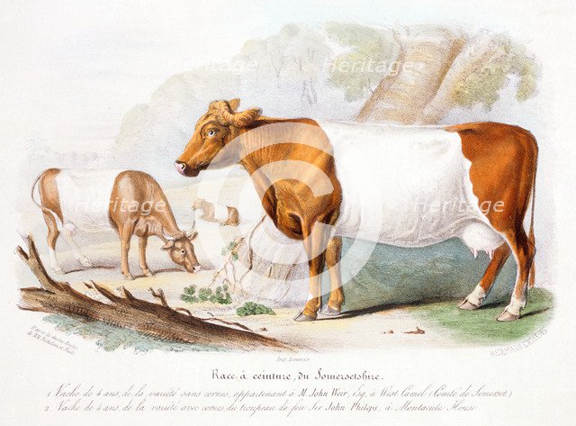 Somerset cows, 1842. Artist: Unknown