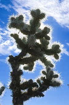 Blue Cactus. Creator: Robert Manno.