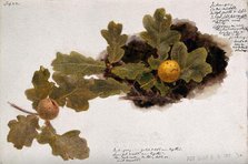 Oak leaves with two oak apples, c19th century. Creator: Unknown.