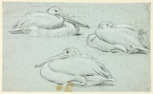 Three Sketches of Pelicans, n.d. Creator: Henry Stacy Marks.