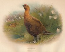 'Red Grouse (Lagopus scoticus)', 1900, (1900). Artist: Charles Whymper.