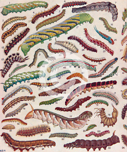 'A Hundred Different Knds of Caterpillars of Butterflies and Moths', 1935. Artist: Unknown.