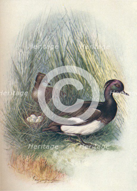 'Tufted Duck - Fulig'ula crista'ta', c1910, (1910). Artist: George James Rankin.