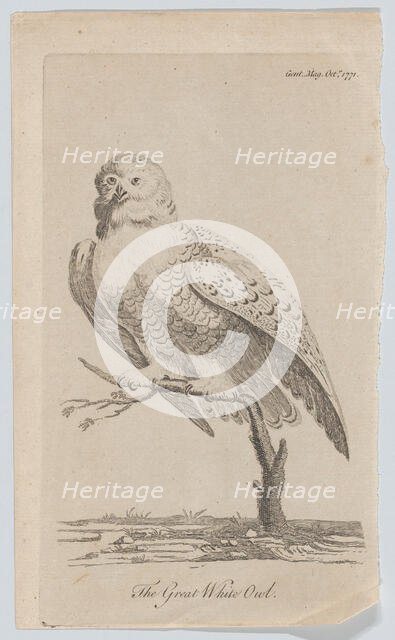 The Great White Owl, 1771., 1771. Creator: Anon.