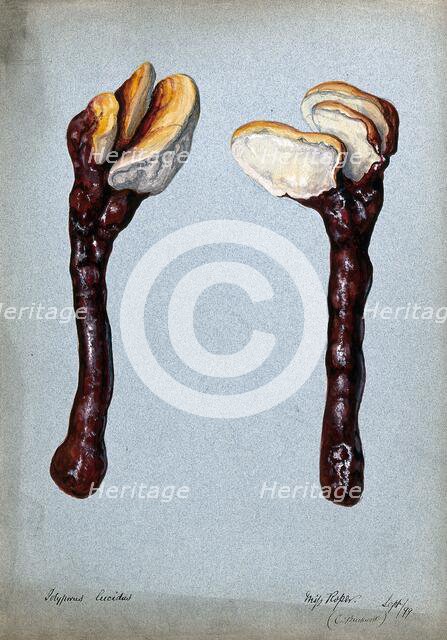A fungus (Ganoderma lucidum): two fruiting bodies, 1899. Creator: C Bucknall.