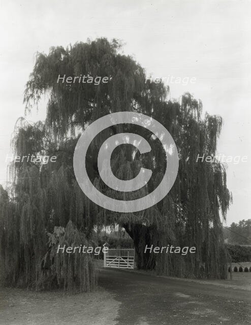"Montpelier," Marion du Pont Scott house, 11395 Constitution Highway, Montpelier, Virginia, 1930. Creator: Frances Benjamin Johnston.