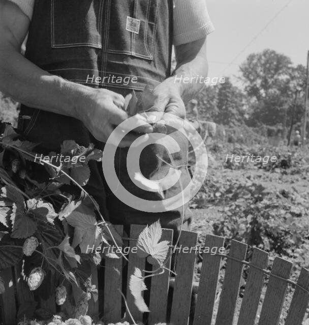 Hop picker, once Nebraska farm owner, near Independence, Polk County, Oregon, 1939. Creator: Dorothea Lange.