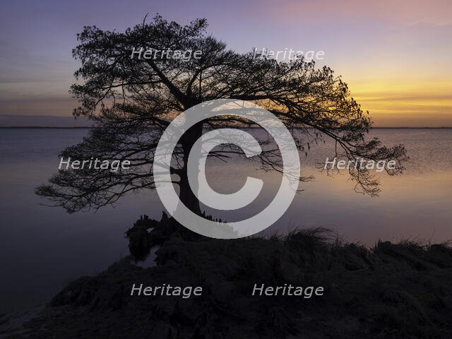 Cypress Sunset. Creator: Eve Turek.