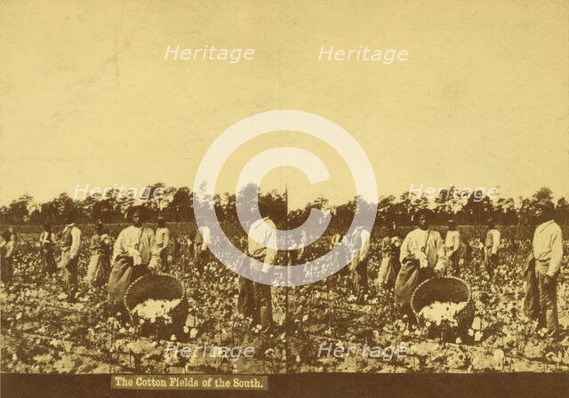 The cotton fields of the south, [Men picking cotton], (1868-1900?). Creator: Unknown.