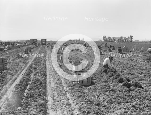 Large-scale agricultural gang labor, near Meloland, Imperial Valley, 1939. Creator: Dorothea Lange.