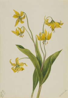 Glacierlily (Erythronium grandiflorum), 1899. Creator: Mary Vaux Walcott.