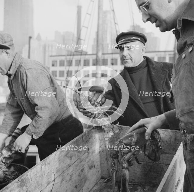 Fulton fish market dock stevedores with lobsters caught in the New England..., New York, 1943. Creator: Gordon Parks.