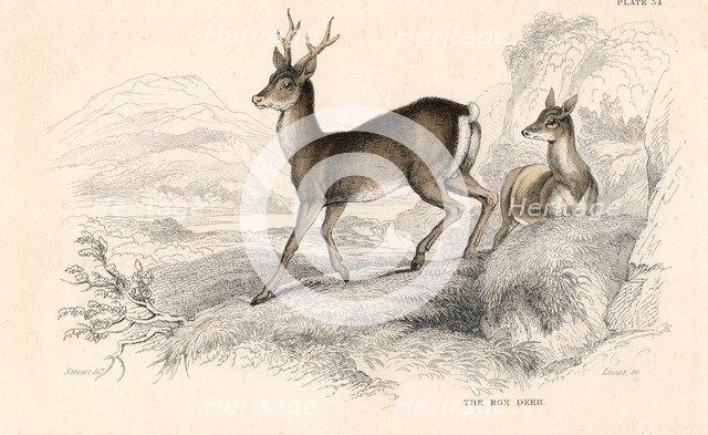 Roe deer (Capreolus capreolus), Eurasian species of deer, 1828. Artist: Unknown