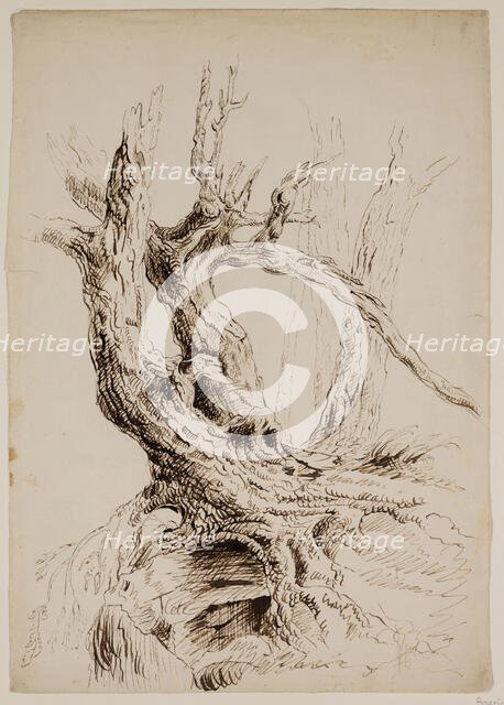 Gnarled Tree Trunk, c1826. Creator: Thomas Cole.