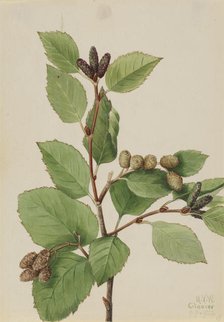 Western Green Alder (Alnus sinuata), 1922. Creator: Mary Vaux Walcott.