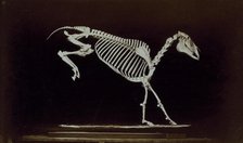 Skeleton of horse, contact with ground after leaping, 1881. Creator: Eadweard J Muybridge.