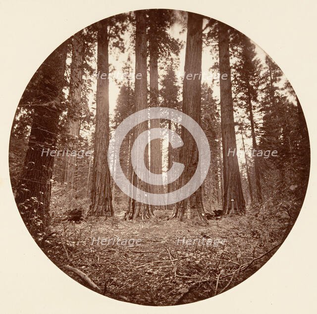 James King of William. Keyston State etc. Calaveras Grove, ca. 1878. Creator: Carleton Emmons Watkins.