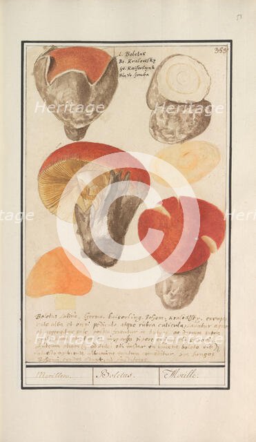 Boletes (Boletales), 1596-1610. Creators: Anselmus de Boodt, Elias Verhulst.