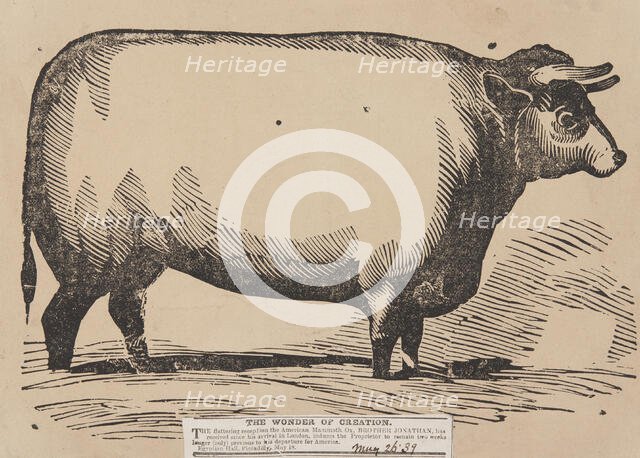 The Wonder of Creation, Brother Jonathan the American Mammoth Ox, Egyptian Hall, Piccadilly, 1839.  Creator: Unknown.