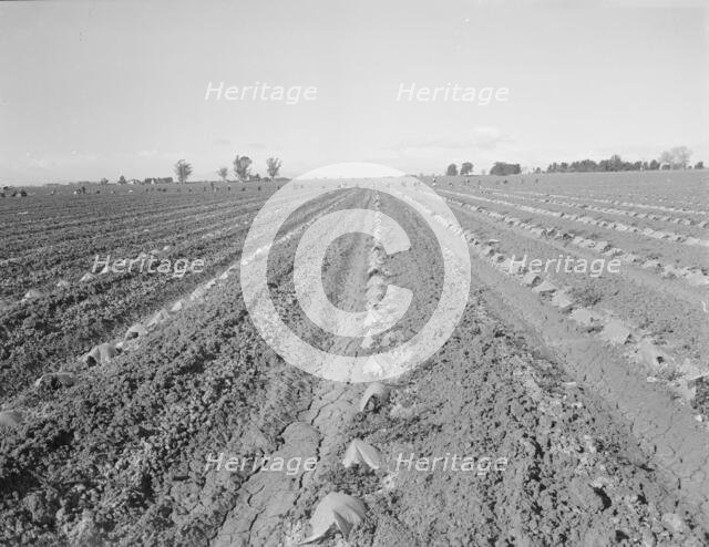 Capped cantaloupe, Imperial Valley, California, 1937. Creator: Dorothea Lange.
