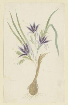 Babiana sambucina (Jacq.) Ker Gawl. (Bobbejaantje), 1777-1786. Creator: Robert Jacob Gordon.