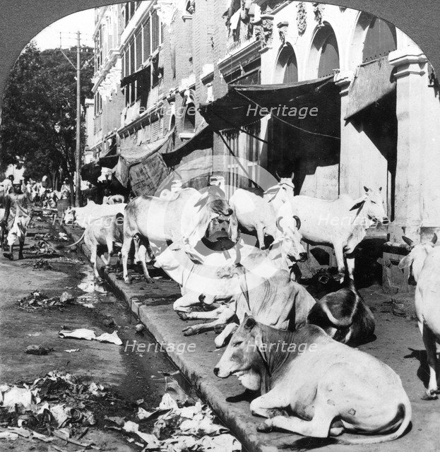 How Hindu cows enjoy life on Harrison Street, Calcutta, India, 1900s.Artist: Underwood & Underwood