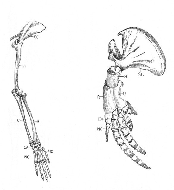 Homology (of commmon descent), c1920. Artist: Unknown