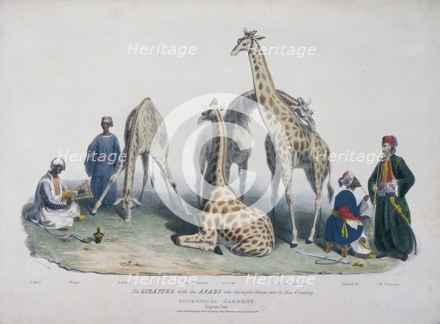 Zoological Gardens, Regent's Park, Marylebone, London, 1836. Artist: George Scharf