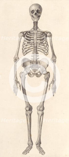Human Skeleton:  frontal view (A comparative anatomical exposition of the human body..., 1804-06. Creator: George Stubbs.