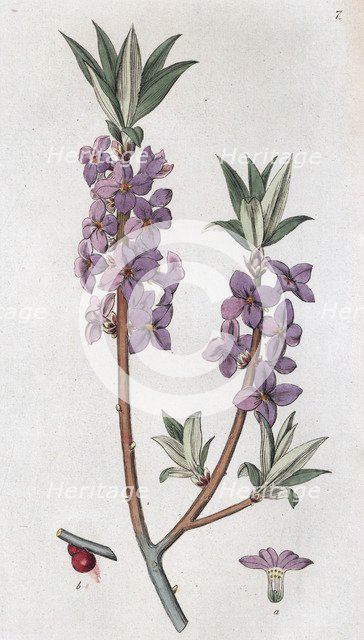 Mezereon (Daphne mezereum), 1804-1811. Artist: Johan Wilhelm Palmstruch