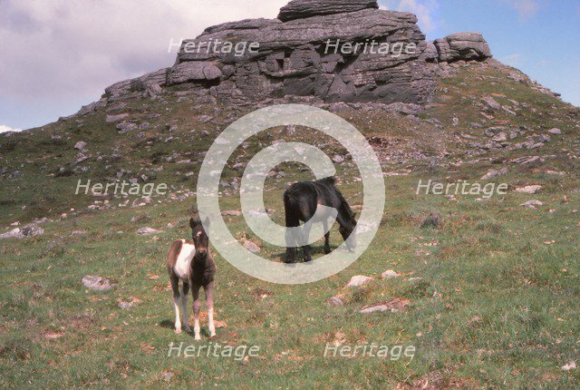 Dartmoor Ponies and Granite Tor, Kestor Rock, Dartmoor, Devon, 20th century. Artist: CM Dixon.
