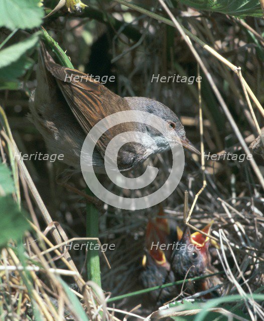 Common Whitethroat.