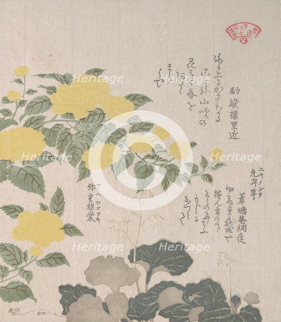 Corchorus (or Yellow Rose) and Creeping Saxifrage, 19th century. Creator: Kubo Shunman.