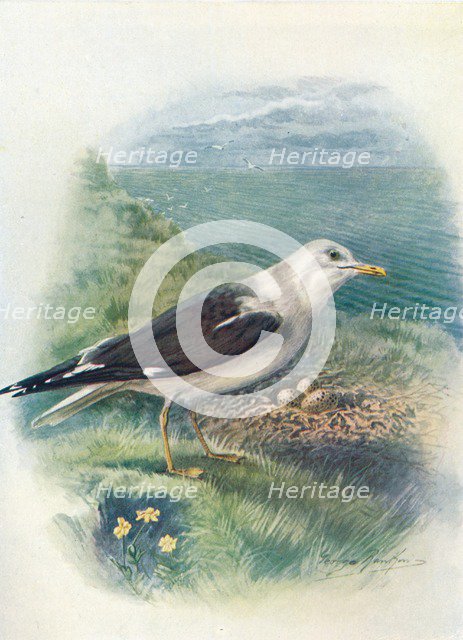 'Lesser Black-Backed Gull - Lar'us fus'cus', c1910, (1910). Artist: George James Rankin.