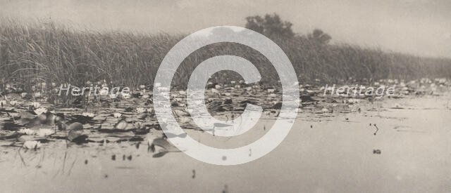 Water-Lilies, 1886. Creator: Dr Peter Henry Emerson.